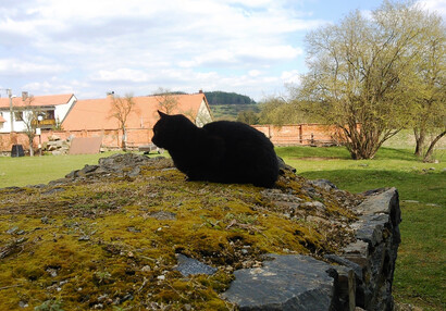 Zvířátka na hradě - hrad Švihov - Kočka Bohunka na zahradě