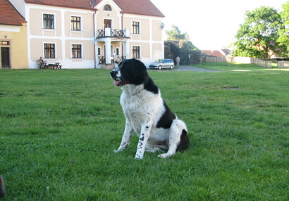 Zvířátka na hradě - hrad Švihov - Hlídací pes