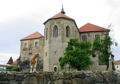 Zvířátka na hradě - hrad Švihov - Kůzlátka