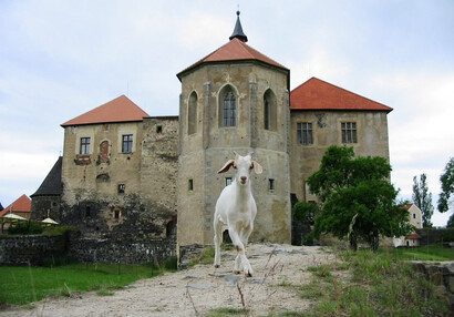 Zvířátka na hradě - hrad Švihov - Kůzlátka